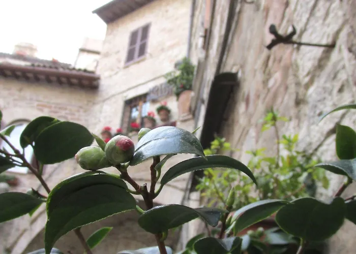 Pallotta 2* 아시시